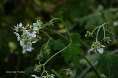 Montanoa grandiflora